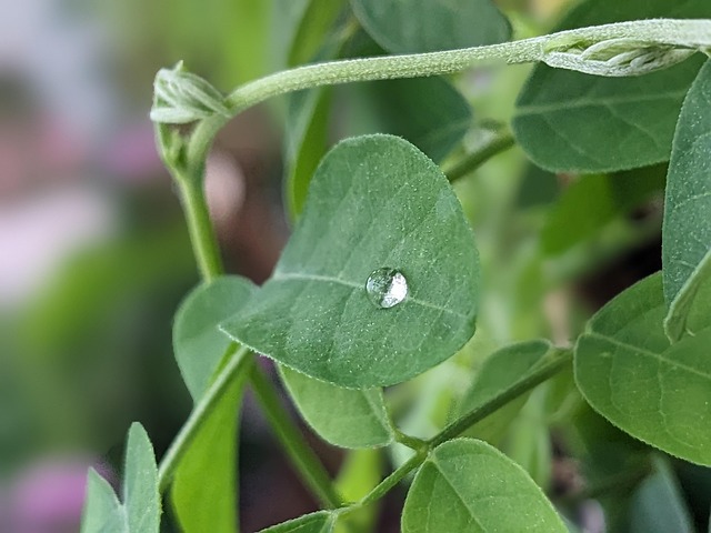 Free Rain Drop Rain photo and picture