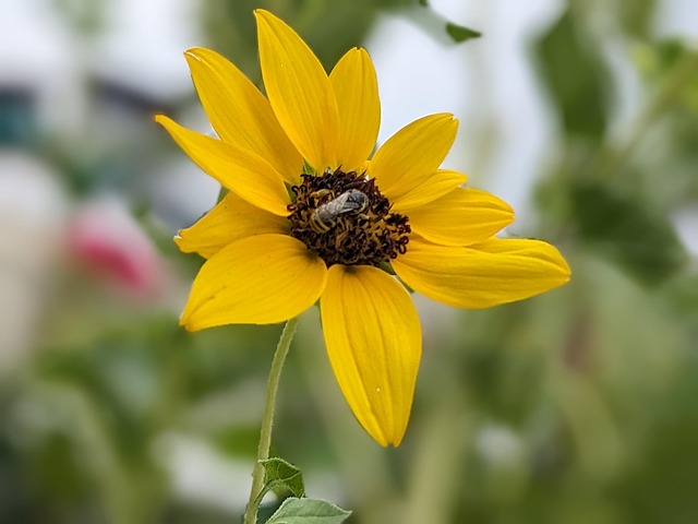 Free Sunflower Flower photo and picture