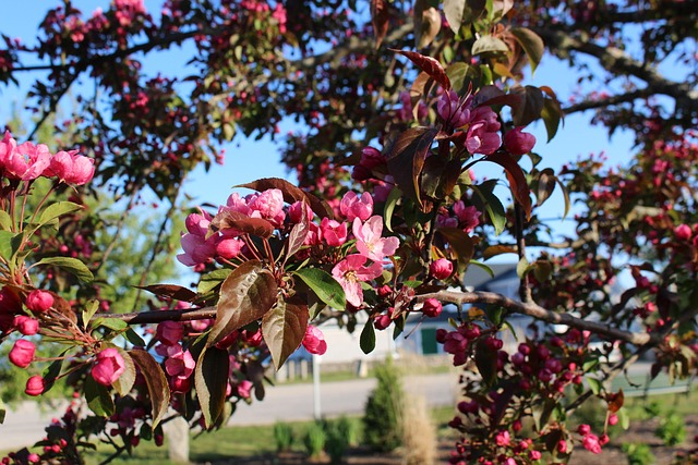 Free Blossom Tree photo and picture