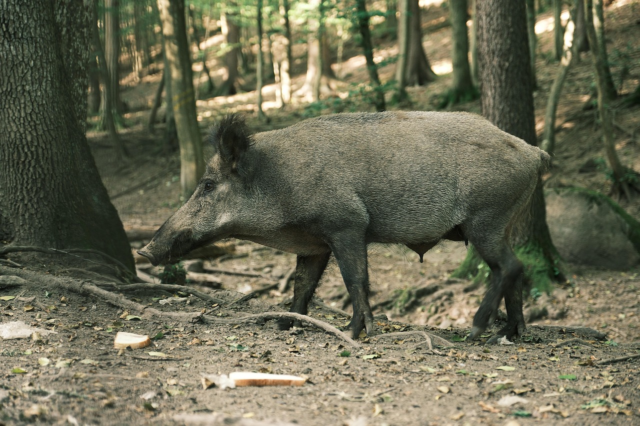 Wild Boar Pig - Free photo on Pixabay - Pixabay