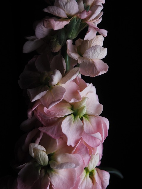 Free Flower Nature photo and picture