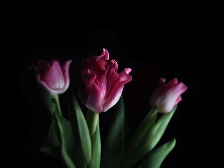 Free Tulips Flowers photo and picture