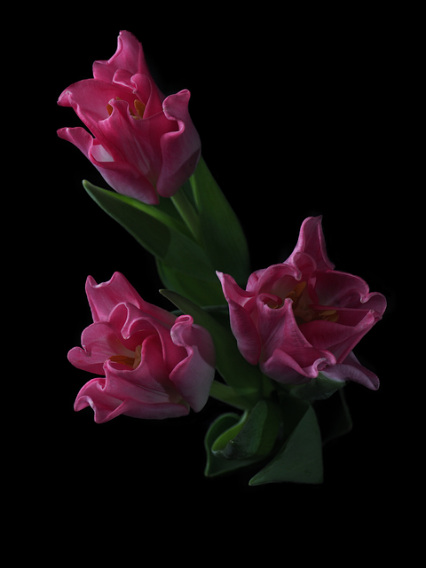 Free Tulips Flowers photo and picture