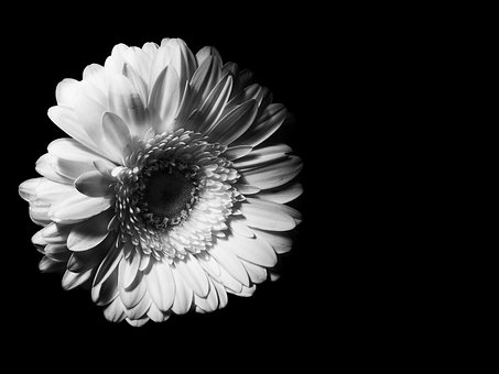 Free Daisy Flower photo and picture