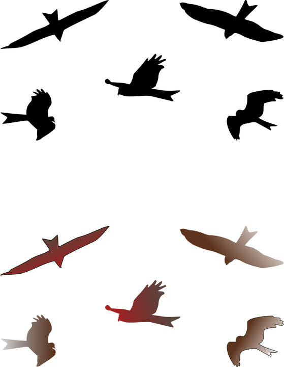 Download Kite, Bird, Australian. RoyaltyFree Vector Graphic Pixabay