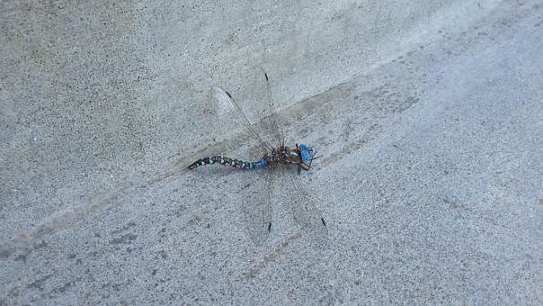 Free Dragonfly Blue photo and picture
