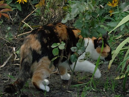 Free Kitty Cute photo and picture