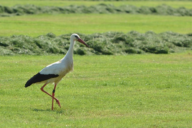 Free Bird Stork photo and picture