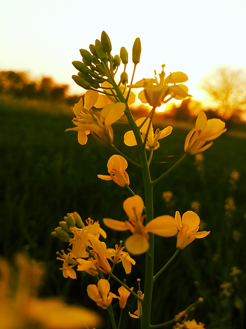 Flores, Pétalas, Botões, Folhas