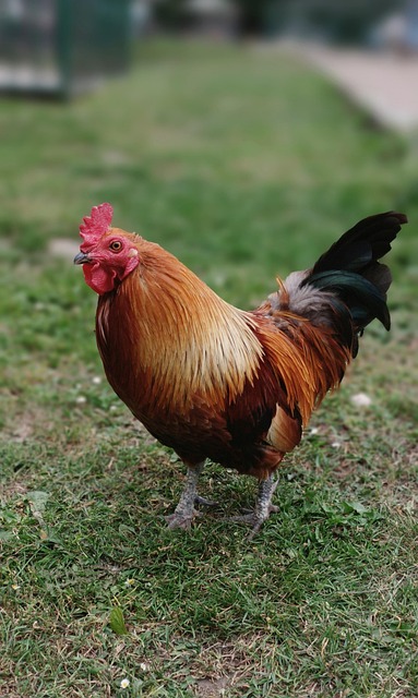 Cocoş, Găini, Câmp, Animal, Pasăre