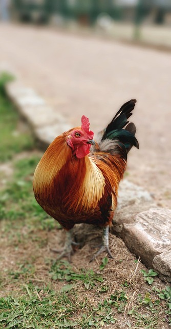 Cocoş, Pui, Pasăre, Ferma, Animal