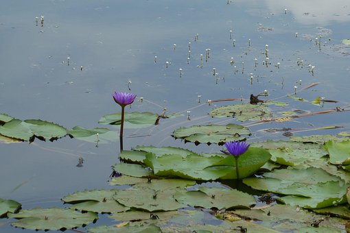 Lotus, Natur, Sumpf, Pflanze, Wasser
