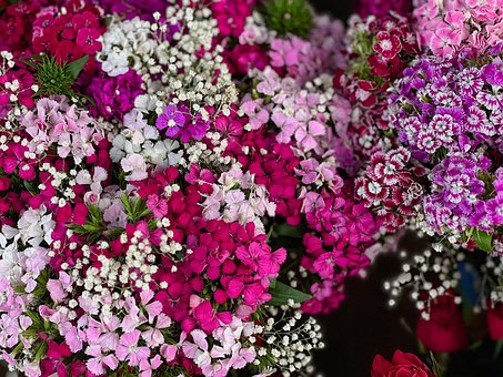 Blumen, Rosen, Pflanze, Blüte, Frühling