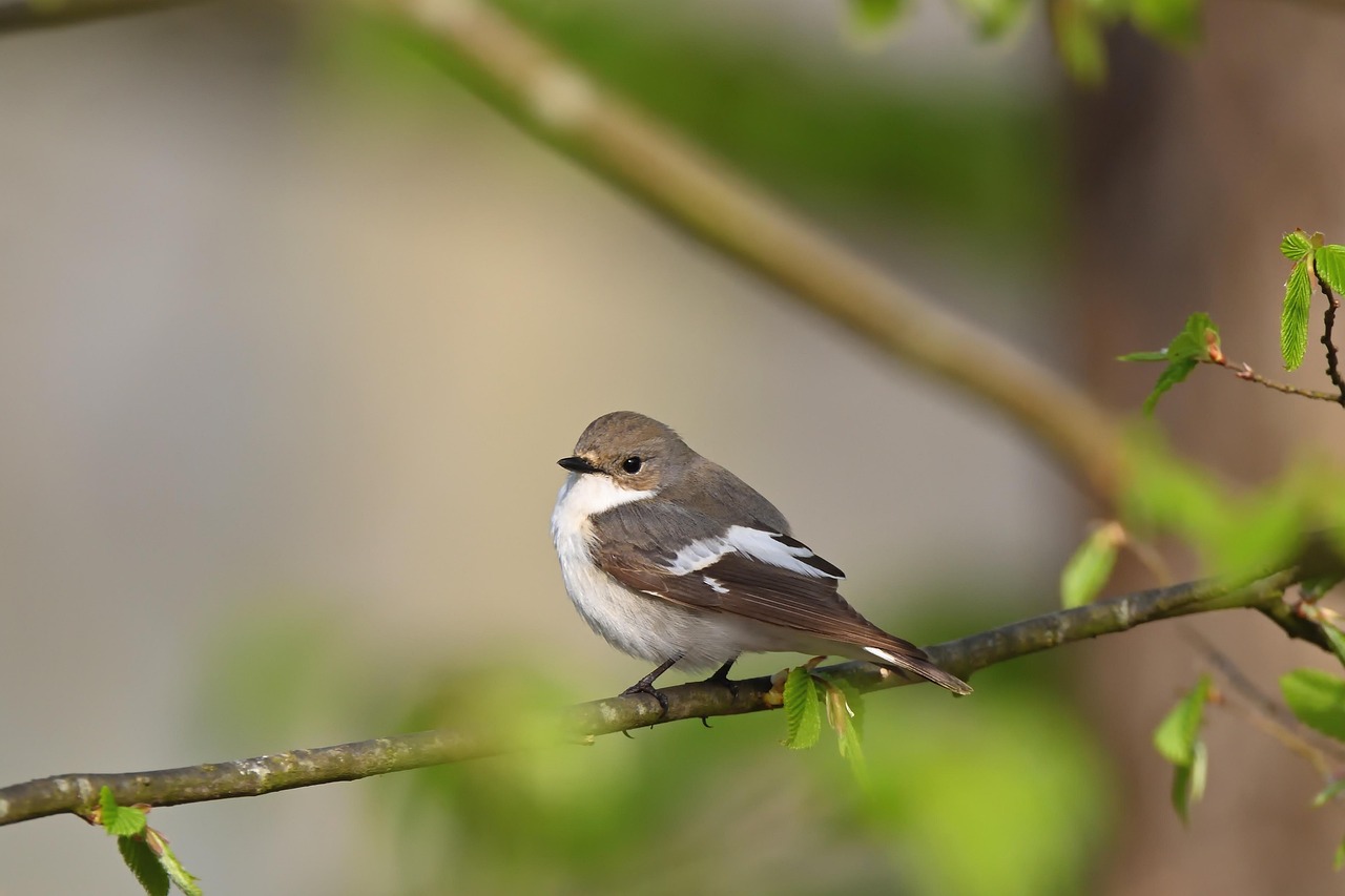 Download free HD stock image of Pied Flycatcher Free Pied Flycatcher photo and picture