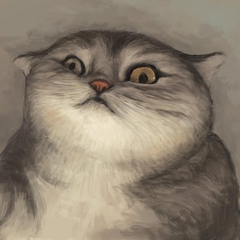 Kat, Pattedyr, Dyr, Kæledyr, Feline