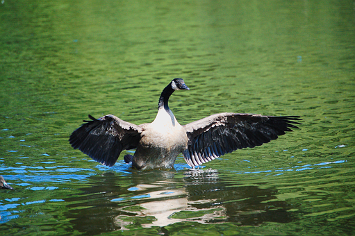 Gans, Vogel, Kanada Gans, Wasservogel