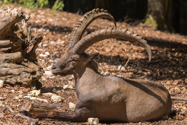 Free Alpine Ibex Steinbock photo and picture