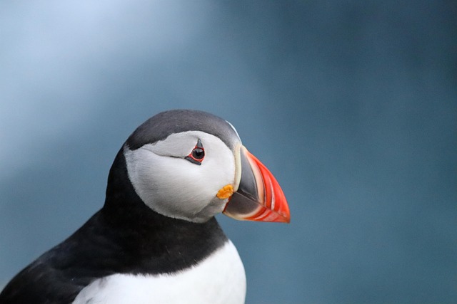 Free Puffin Bird photo and picture