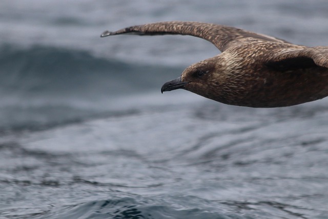 Free Bird Skua photo and picture