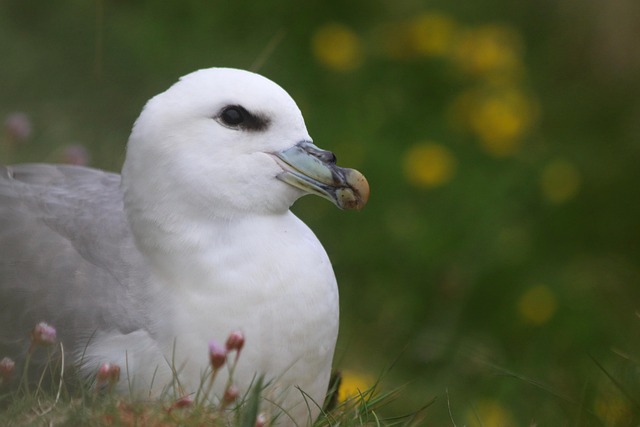 Free Bird Fulmar photo and picture