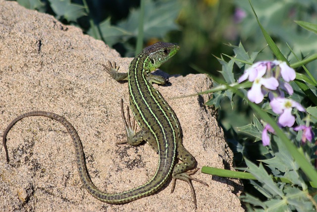 Free Lizard Reptile photo and picture