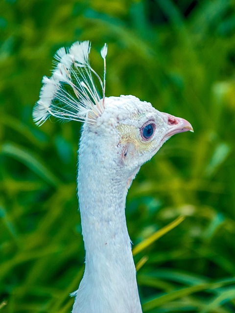 Free Peacock White photo and picture
