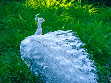 Free Peacock White photo and picture
