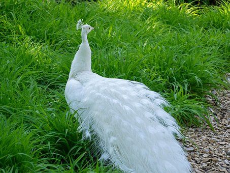 Free Peacock White photo and picture