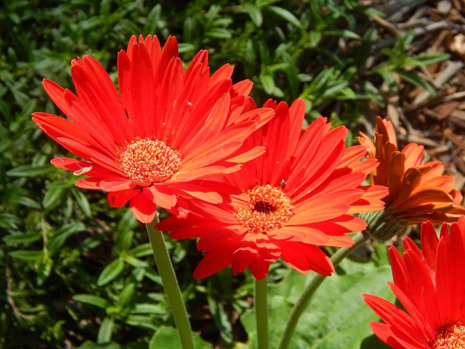 Marguerite Rouges Gerbera Daisy Marguerite Rouge - Photo gratuite sur Pixabay - Pixabay