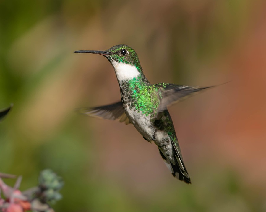 Colibrí Ave Silvestre Ornitología - Foto gratis en Pixabay - Pixabay