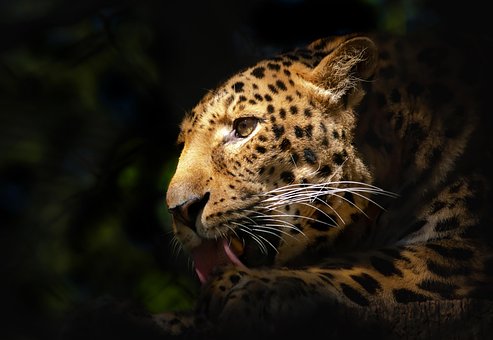Chineză Leopard, Felină, Mamifer