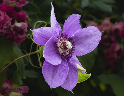 Blomst, Plante, Blomstre, Lilla, Flora