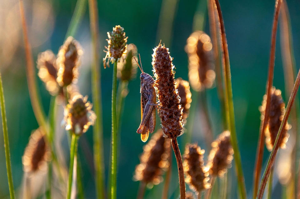 Grasshopper Hay Horse Insect - Free photo on Pixabay - Pixabay