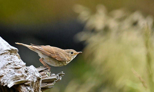 Free Bird Hermit Thrush photo and picture