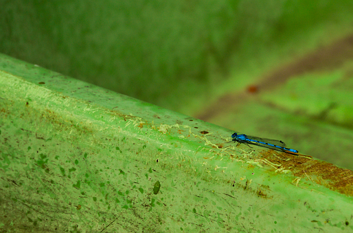 Libelle, Insekt, Tier, Natur, Teich