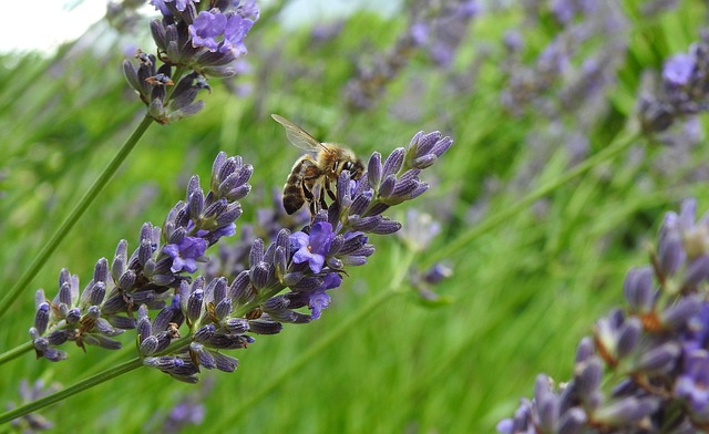 Free Bee Lavender photo and picture