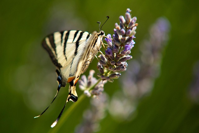 Insekt, Sommerfugl, Entomologi, Arter