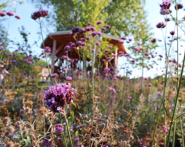 Flores, Rosado, Pabellón, Naturaleza