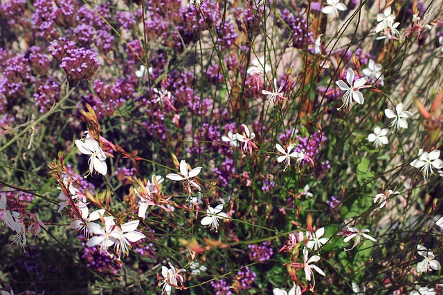 Flores, Naturaleza, Abeja, Púrpura