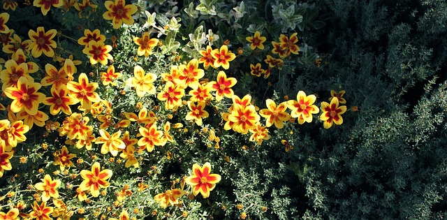 Flores, Dalia, Naturaleza, Jardín