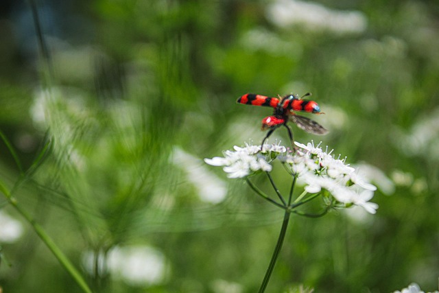 Insetos, Plantas, Natureza, Flora, Fauna