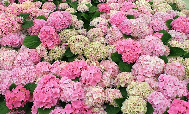 Flores, Hortensia, Plantas, Jardín