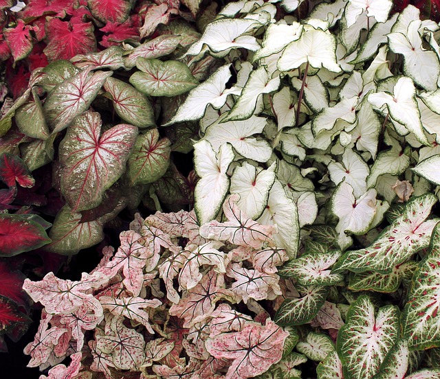 Caladio, Plantas, Verde, Verdor, Sale De