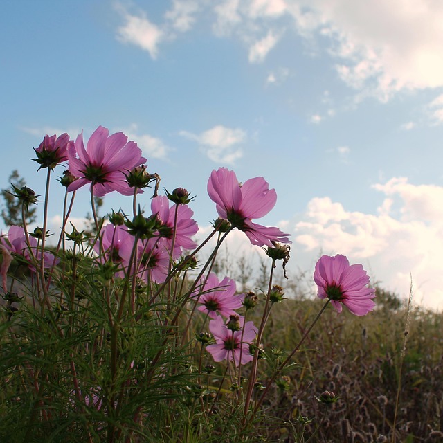Aster, Flor, Rosado, Cielo Azul, Jardín