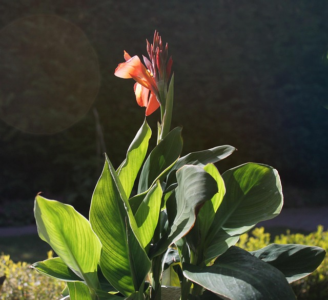 Canna, Planta, Flor, Naturaleza, Jardín