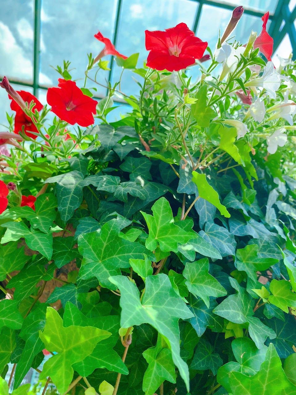 Petunia Bloom Nature Free photo on Pixabay Pixabay