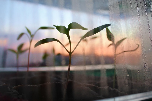 Plantas, Cría, Invernadero, Jardín