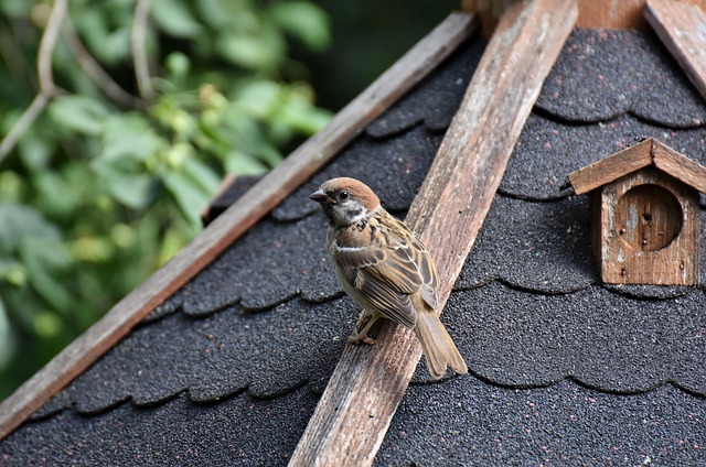 bird, sparrow, sperling, beak, ornithology, species, fauna, animal, songbird, wildlife, nature