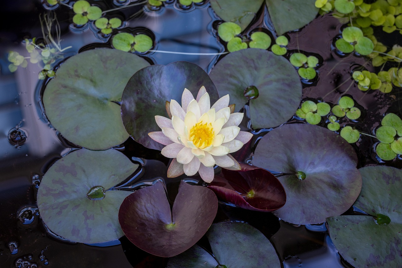 Wallpaper Flowers Waterlily Free photo on