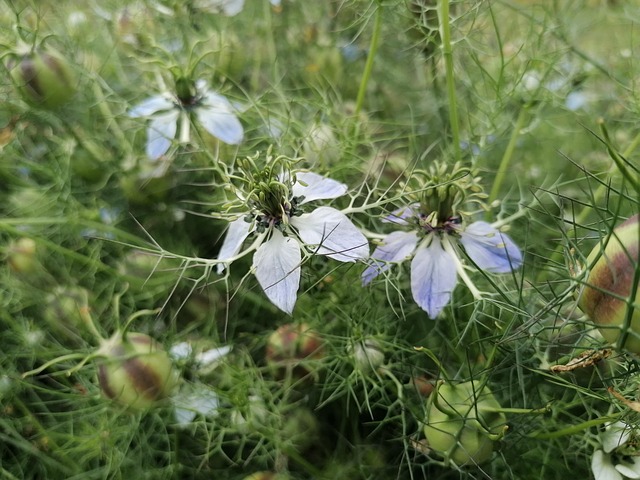 Free Flower Love In A Mist photo and picture